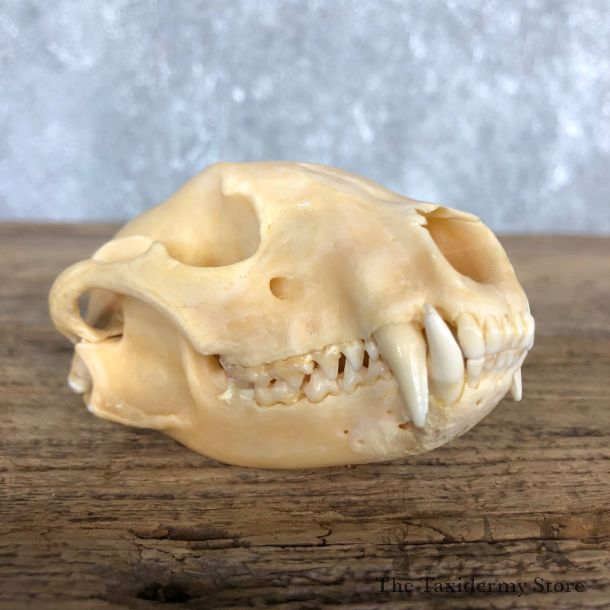 Raccoon Taxidermy Full Skull Mount #19833 For Sale @ The Taxidermy Store
