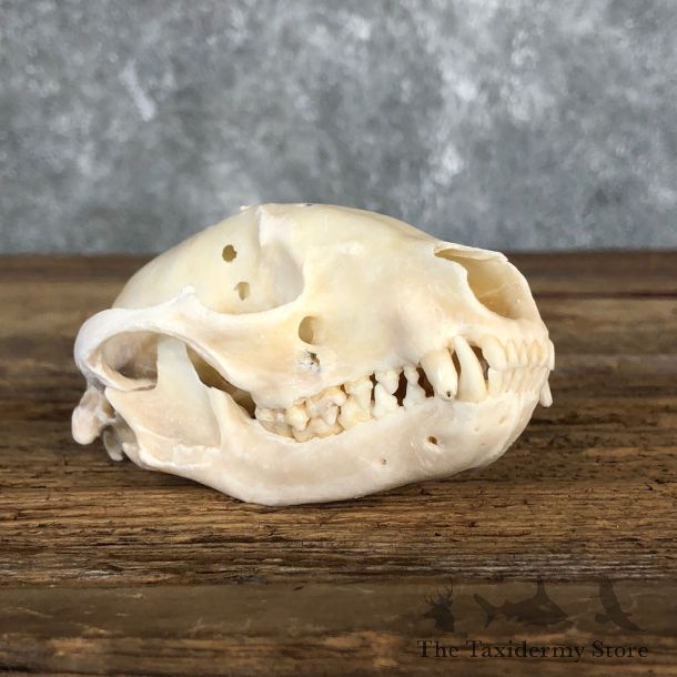 Raccoon Taxidermy Full Skull Mount #19854 For Sale @ The Taxidermy Store