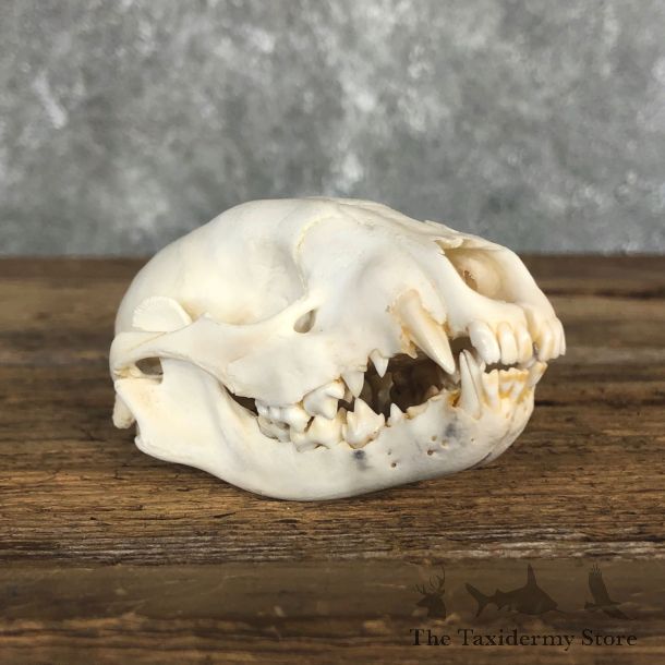 Raccoon Taxidermy Full Skull Mount #19858 For Sale @ The Taxidermy Store