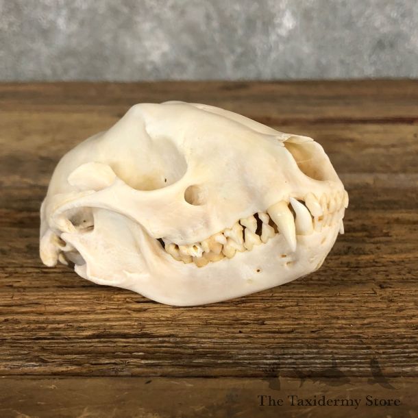Raccoon Taxidermy Full Skull Mount #19859 For Sale @ The Taxidermy Store