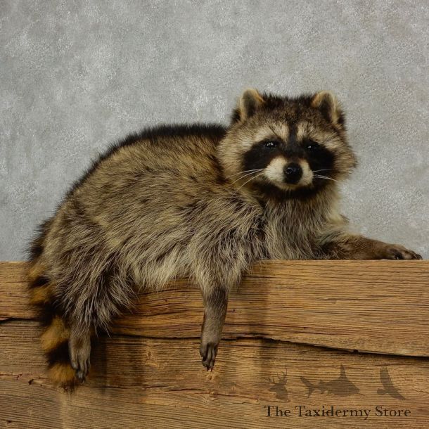 Raccoon Life-Size Mount For Sale #17048 @ The Taxidermy Store