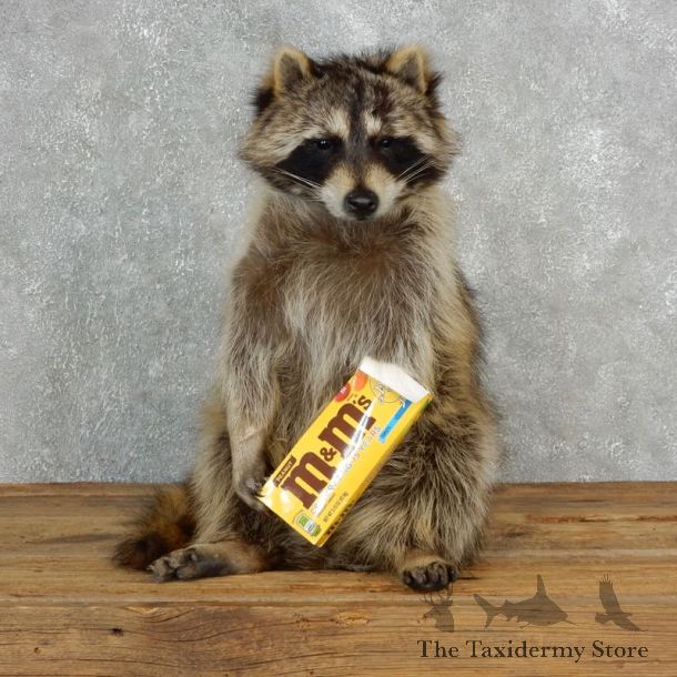 “M&M's” Raccoon Mount For Sale #17838 @ The Taxidermy Store