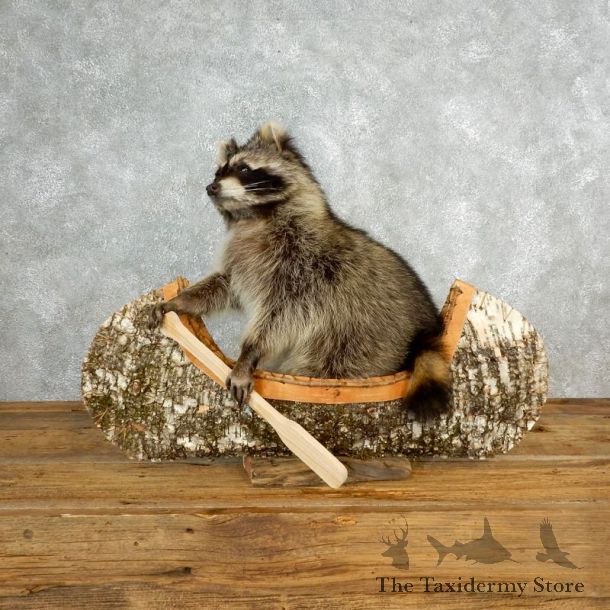 Canoeing Raccoon Novelty Mount For Sale #17839 @ The Taxidermy Store