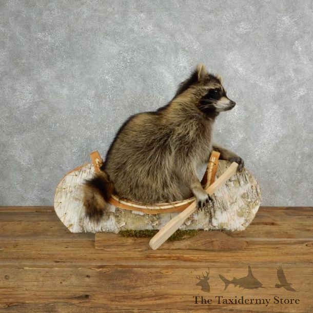 Canoeing Raccoon Novelty Mount For Sale #17840 @ The Taxidermy Store