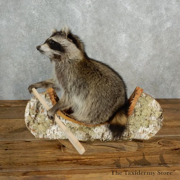 Canoeing Raccoon Novelty Mount For Sale #17842 @ The Taxidermy Store
