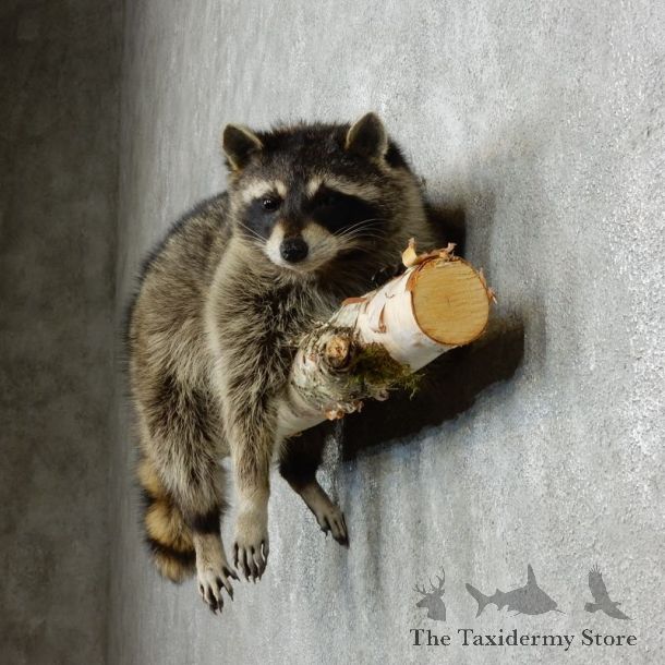 Raccoon Life-Size Mount For Sale #18137 @ The Taxidermy Store