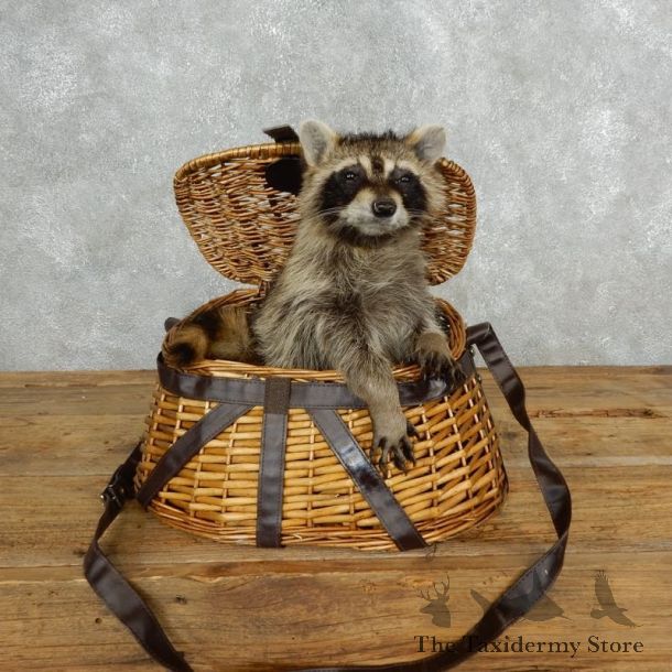 Creel Raccoon Mount For Sale #18134 @ The Taxidermy Store