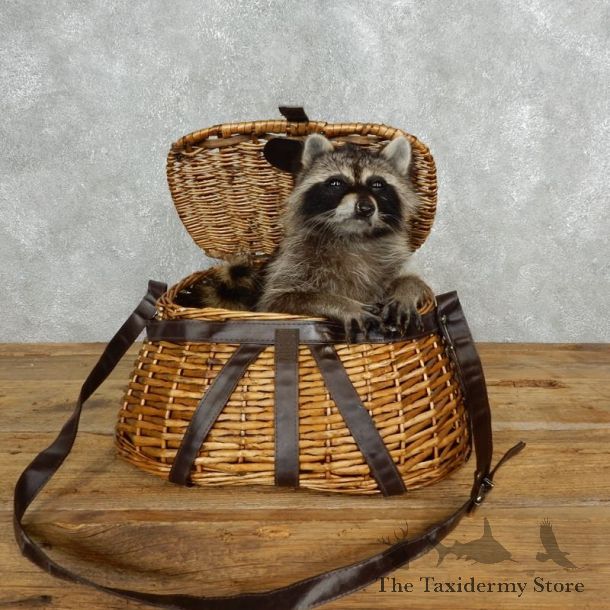 Creel Raccoon Mount For Sale #18135 @ The Taxidermy Store