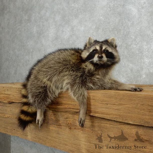 Raccoon Life-Size Mount For Sale #18136 @ The Taxidermy Store