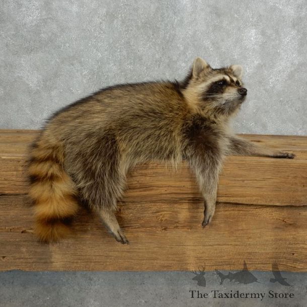 Raccoon Life-Size Mount For Sale #18138 @ The Taxidermy Store