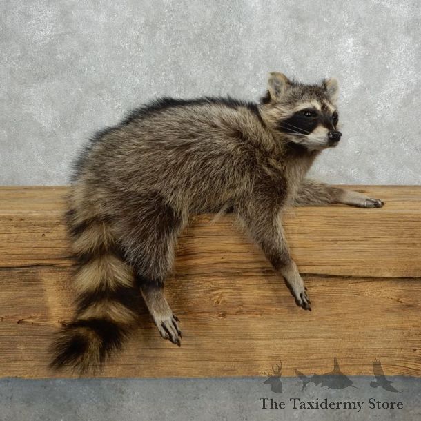 Raccoon Life-Size Mount For Sale #18139 @ The Taxidermy Store