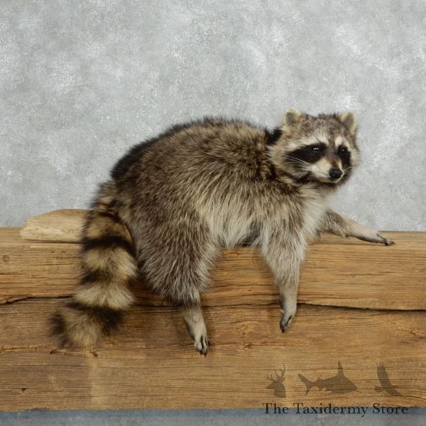 Raccoon Life-Size Mount For Sale #18140 @ The Taxidermy Store