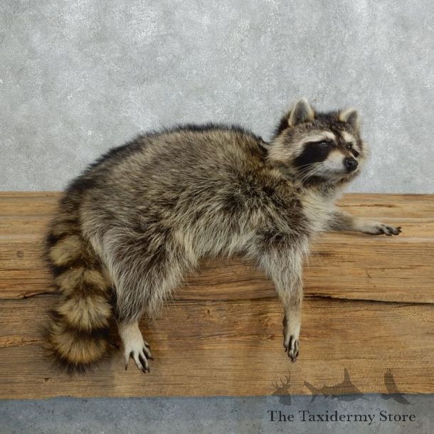 Raccoon Life-Size Mount For Sale #18262 @ The Taxidermy Store