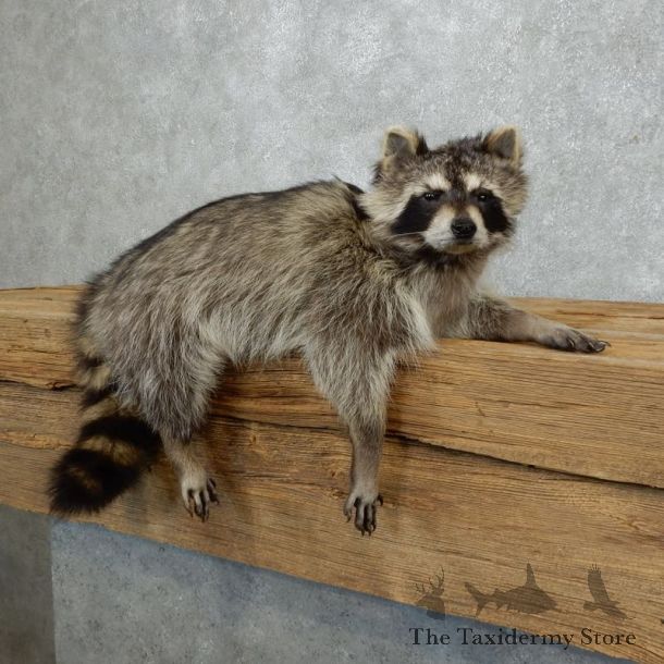 Raccoon Life-Size Mount For Sale #18263 @ The Taxidermy Store