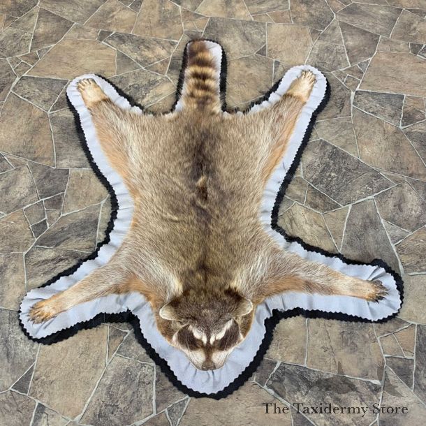 Raccoon Taxidermy Rug For Sale #23664 @ The Taxidermy Store