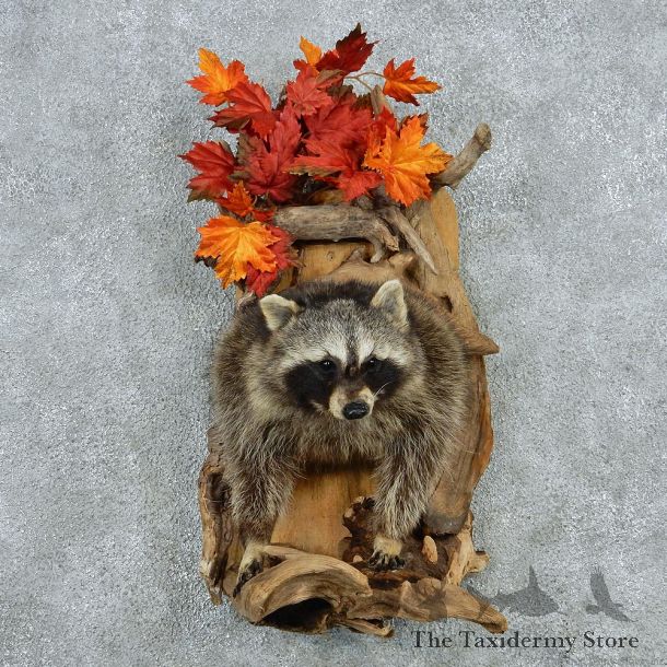 Raccoon Half Life Size Taxidermy #13026 For Sale @ The Taxidermy Store
