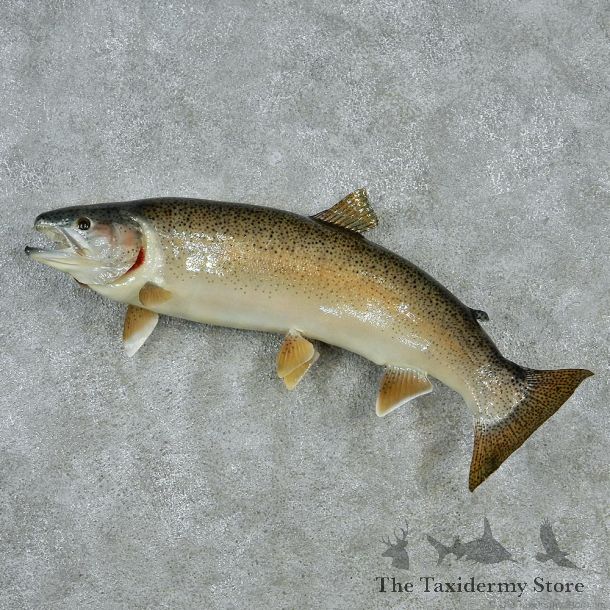 Rainbow Trout Taxidermy Fish Mount M1 #12832 For Sale @ The Taxidermy Store