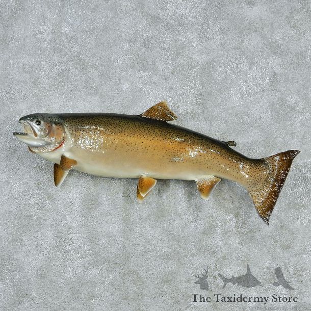 Rainbow Trout Taxidermy Fish Mount M1 #12833 For Sale @ The Taxidermy Store