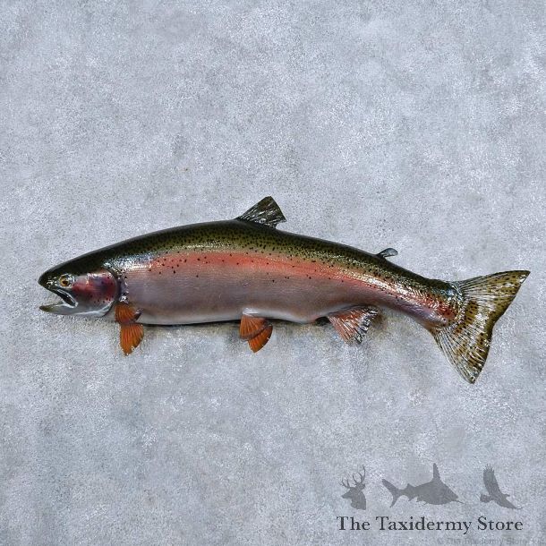 Rainbow Trout Fish Mount For Sale #14346 @ The Taxidermy Store