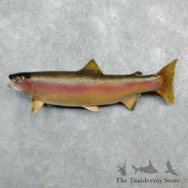 Rainbow Trout Fish Mount For Sale #18273 @ The Taxidermy Store