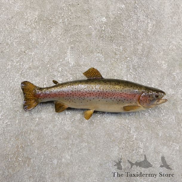 Rainbow Trout Fish Mount For Sale #19712 @ The Taxidermy Store