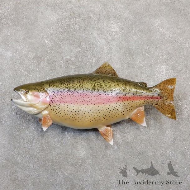 Rainbow Trout Fish Mount For Sale #20051 @ The Taxidermy Store