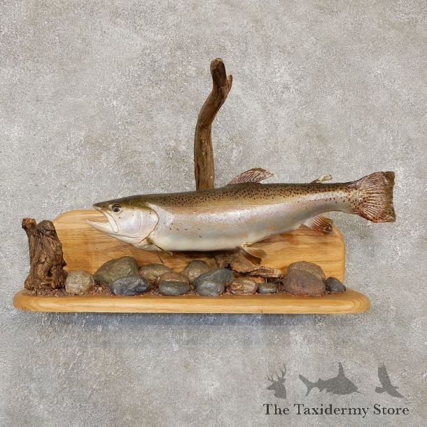 Rainbow Trout Fish Mount For Sale #20136 @ The Taxidermy Store