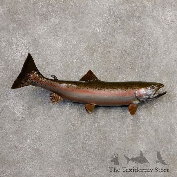 Rainbow Trout Fish Mount For Sale #20344 @ The Taxidermy Store