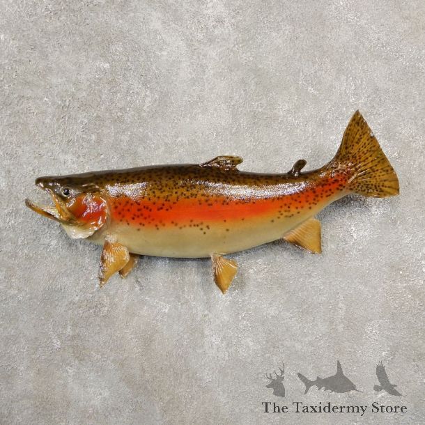 Rainbow Trout Fish Mount For Sale #20569 @ The Taxidermy Store