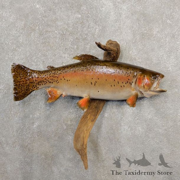 Rainbow Trout Fish Mount For Sale #20578 @ The Taxidermy Store