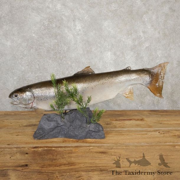 Rainbow Trout Fish Mount For Sale #20619 @ The Taxidermy Store