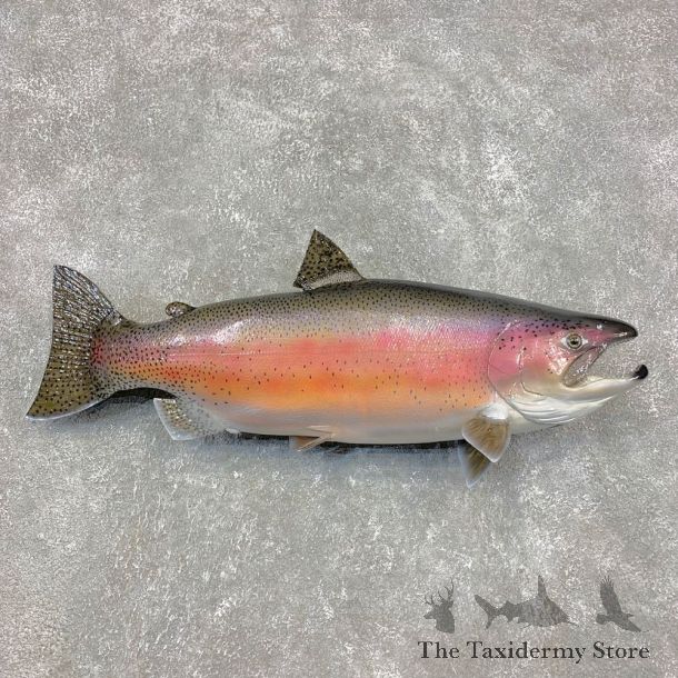 Rainbow Trout Fish Mount For Sale #21461 @ The Taxidermy Store