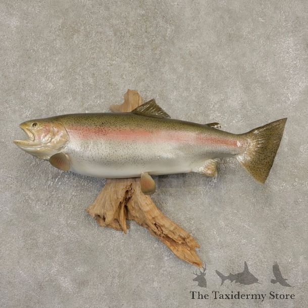 Rainbow Trout Fish Mount For Sale #21600 @ The Taxidermy Store