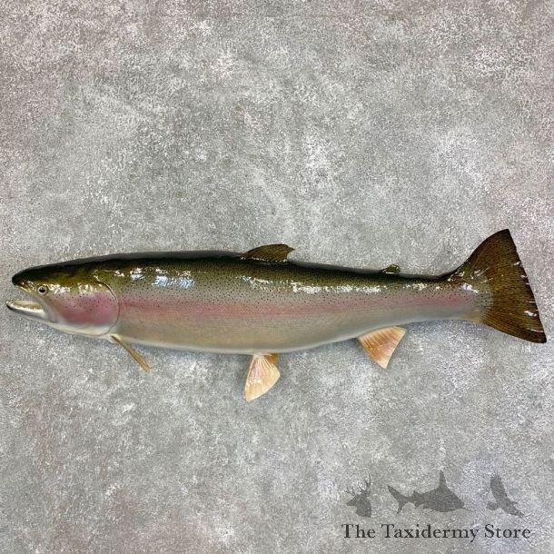 Rainbow Trout Fish Mount For Sale #21781 @ The Taxidermy Store