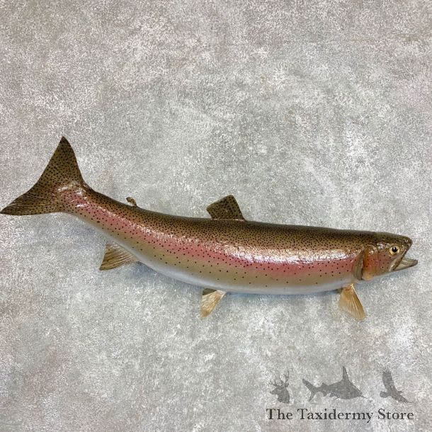Rainbow Trout Fish Mount For Sale #21782 @ The Taxidermy Store