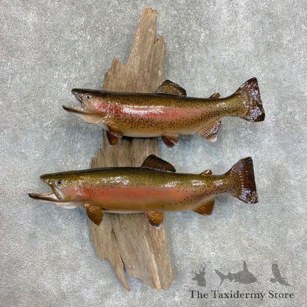 Rainbow Trout Fish Mount For Sale #22116 @ The Taxidermy Store