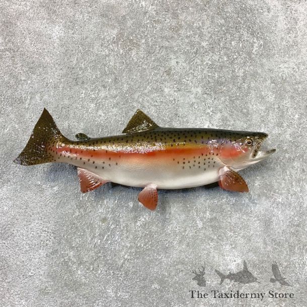 Rainbow Trout Fish Mount For Sale #22315 @ The Taxidermy Store