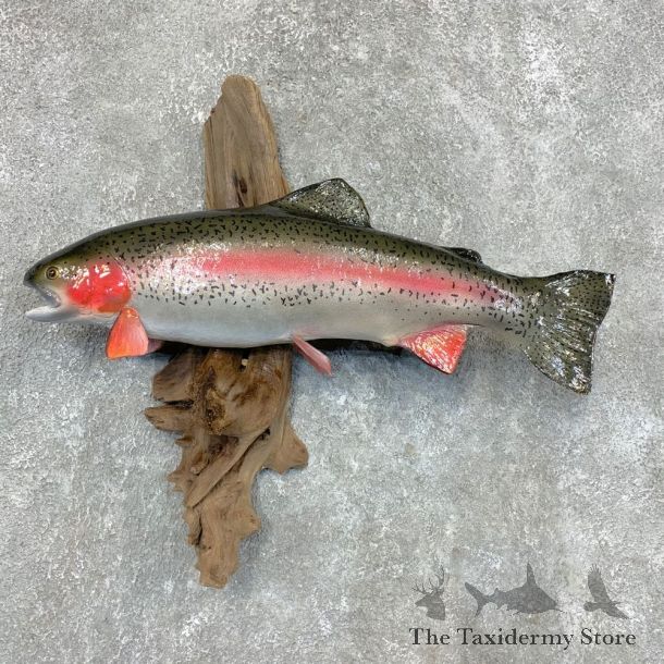 Rainbow Trout Fish Mount For Sale #22495 @ The Taxidermy Store