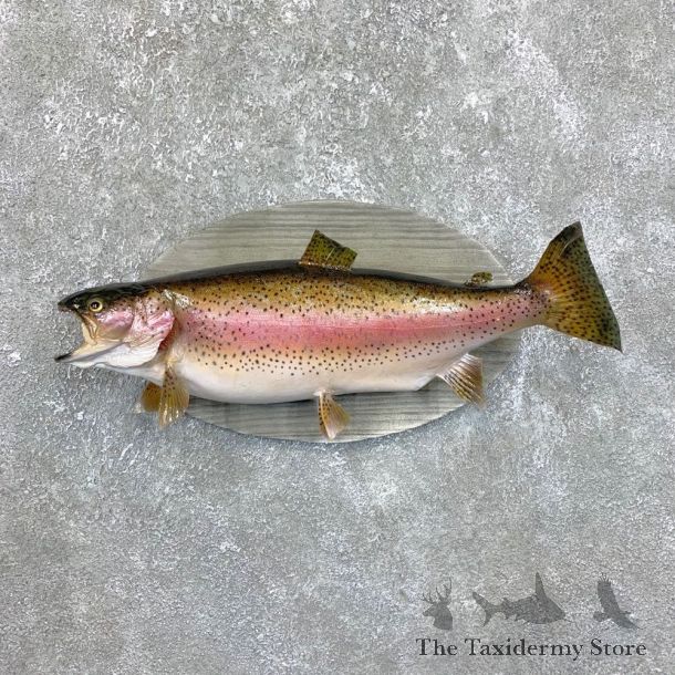 Rainbow Trout Fish Mount For Sale #23829 @ The Taxidermy Store