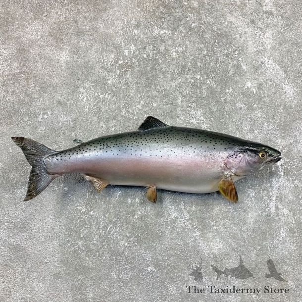 Rainbow Trout Fish Mount For Sale #23838 @ The Taxidermy Store