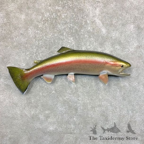 Rainbow Trout Fish Mount For Sale #23892 @ The Taxidermy Store