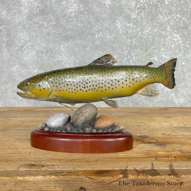 Rainbow Trout Fish Mount For Sale #24167 @ The Taxidermy Store