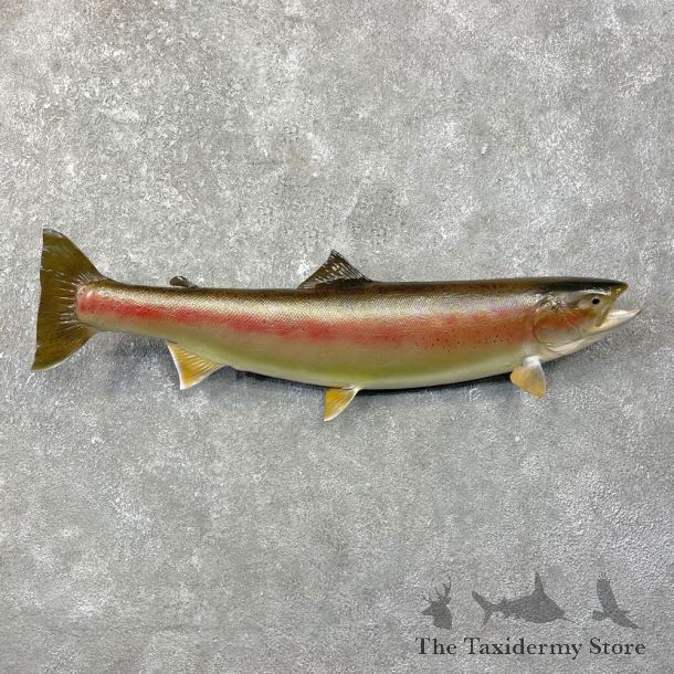 Rainbow Trout Fish Mount For Sale #24801 @ The Taxidermy Store
