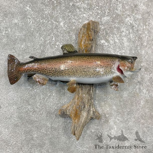 Rainbow Trout Fish Mount For Sale #26130 @ The Taxidermy Store