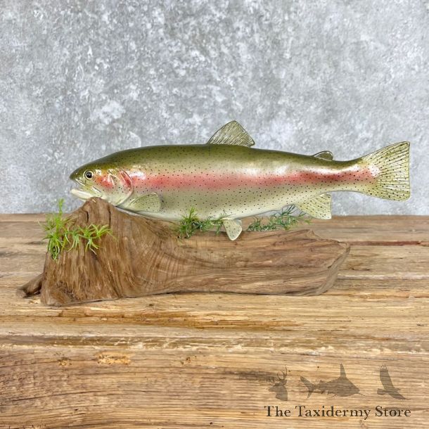 Rainbow Trout Fish Mount For Sale #26557 @ The Taxidermy Store
