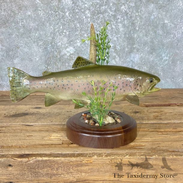 Rainbow Trout Fish Mount For Sale #26618 @ The Taxidermy Store