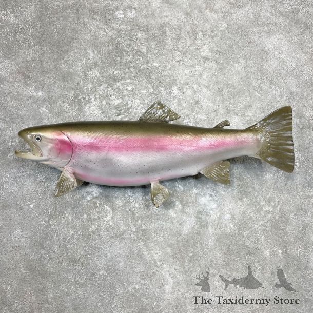 Rainbow Trout Fish Mount For Sale #26929 @ The Taxidermy Store