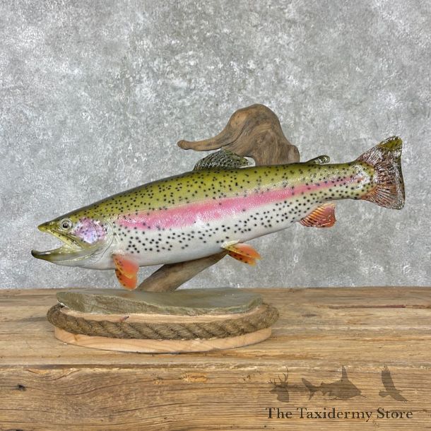 Rainbow Trout Fish Mount For Sale #27192 @ The Taxidermy Store