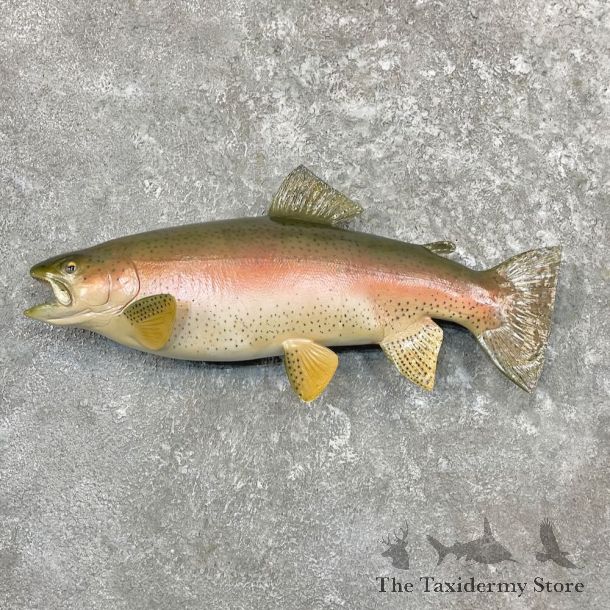 Rainbow Trout Fish Mount For Sale #27223 @ The Taxidermy Store