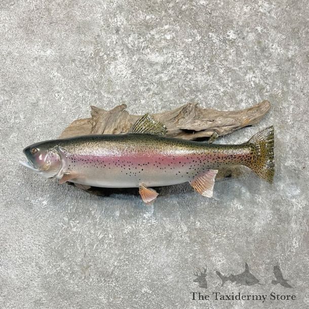 Rainbow Trout Fish Mount For Sale #27236 @ The Taxidermy Store